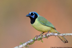 Green Jay