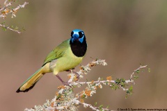 Green Jay