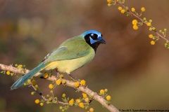 Green Jay