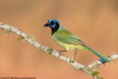 Green Jay