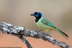 Green Jay