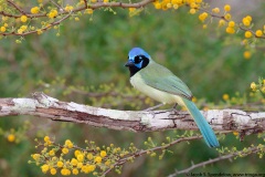 Green Jay