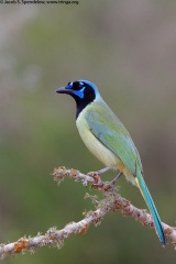 Green Jay