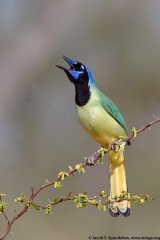 Green Jay