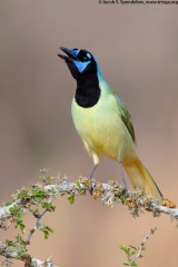 Green Jay