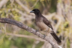 Brown Jay