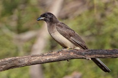 Brown Jay