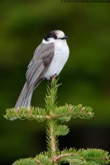 Gray Jay