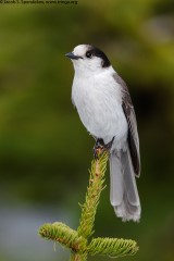 Gray Jay