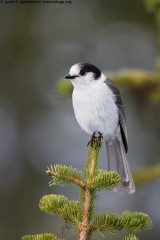 Gray Jay