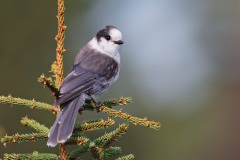 Gray Jay