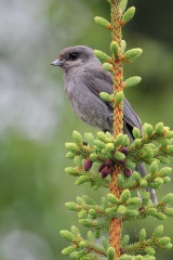 Gray Jay