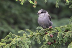 Gray Jay