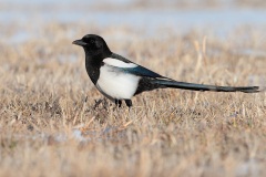 Black-billed Magpie