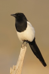 Black-billed Magpie