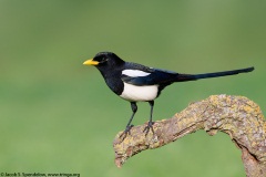 Yellow-billed Magpie