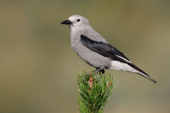 Clark's Nutcracker