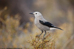 Clark's Nutcracker