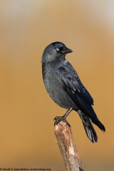 Eurasian Jackdaw