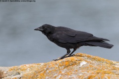 Northwestern Crow