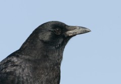 American Crow