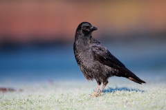 American Crow