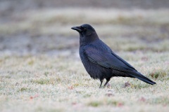 American Crow