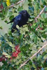 Fish Crow