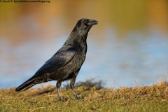 Carrion Crow