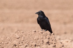 Common Raven