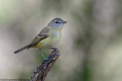 Bell's Vireo