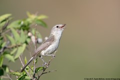 Bell's Vireo