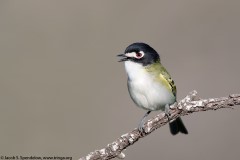 Black-capped Vireo