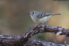 Hutton's Vireo