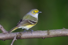 White-eyed Vireo