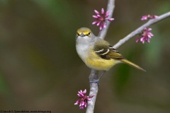 White-eyed Vireo