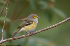 White-eyed Vireo