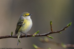 White-eyed Vireo