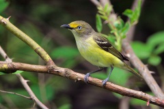 White-eyed Vireo