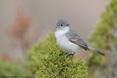 Gray Vireo