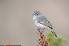 Gray Vireo