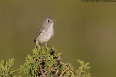 Gray Vireo