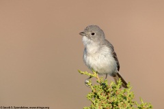 Gray Vireo