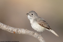 Gray Vireo