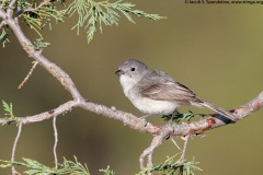 Gray Vireo