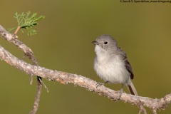 Gray Vireo