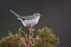 Gray Vireo