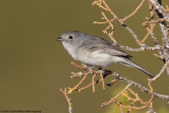 Gray Vireo