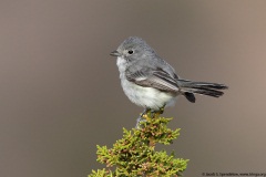 Gray Vireo