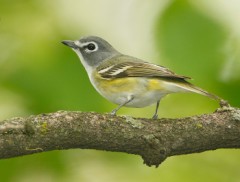 Blue-headed Vireo